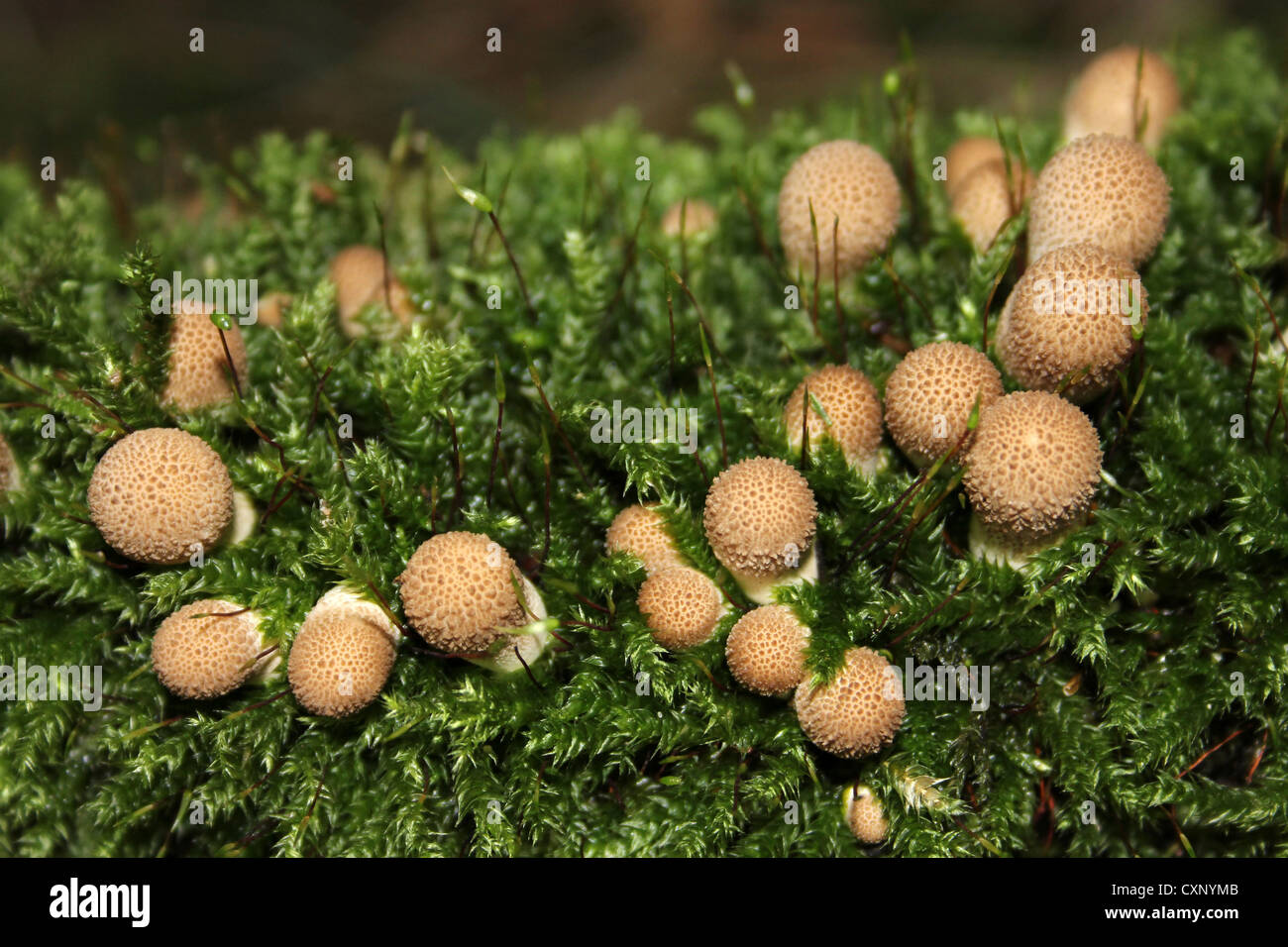 Inmaduros Puffballs Lycoperdon perlatum comunes crecen en un registro de musgo Foto de stock