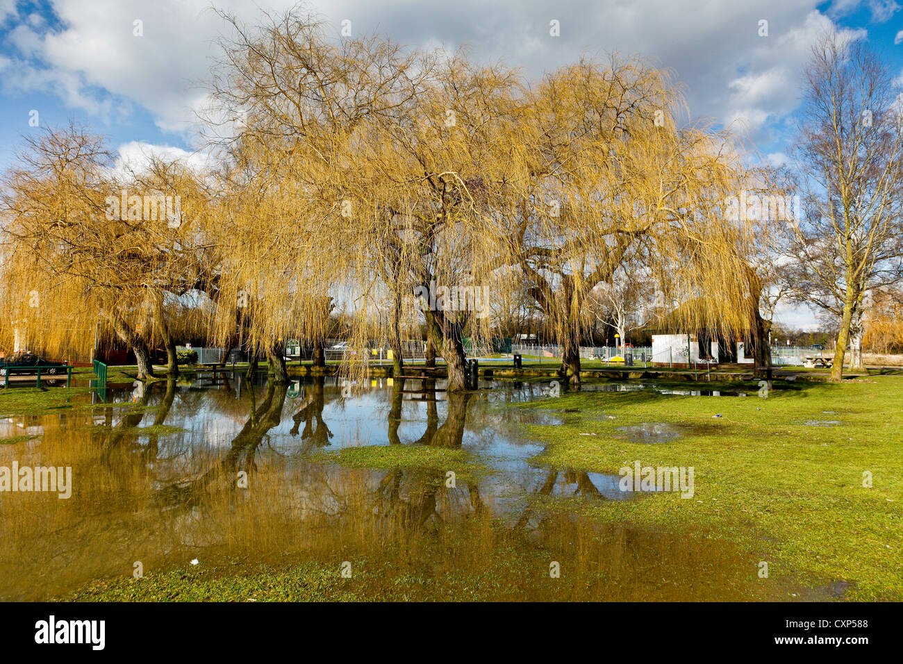 Los sauces llorones de pie en un campo inundado con reflejos Fotografía