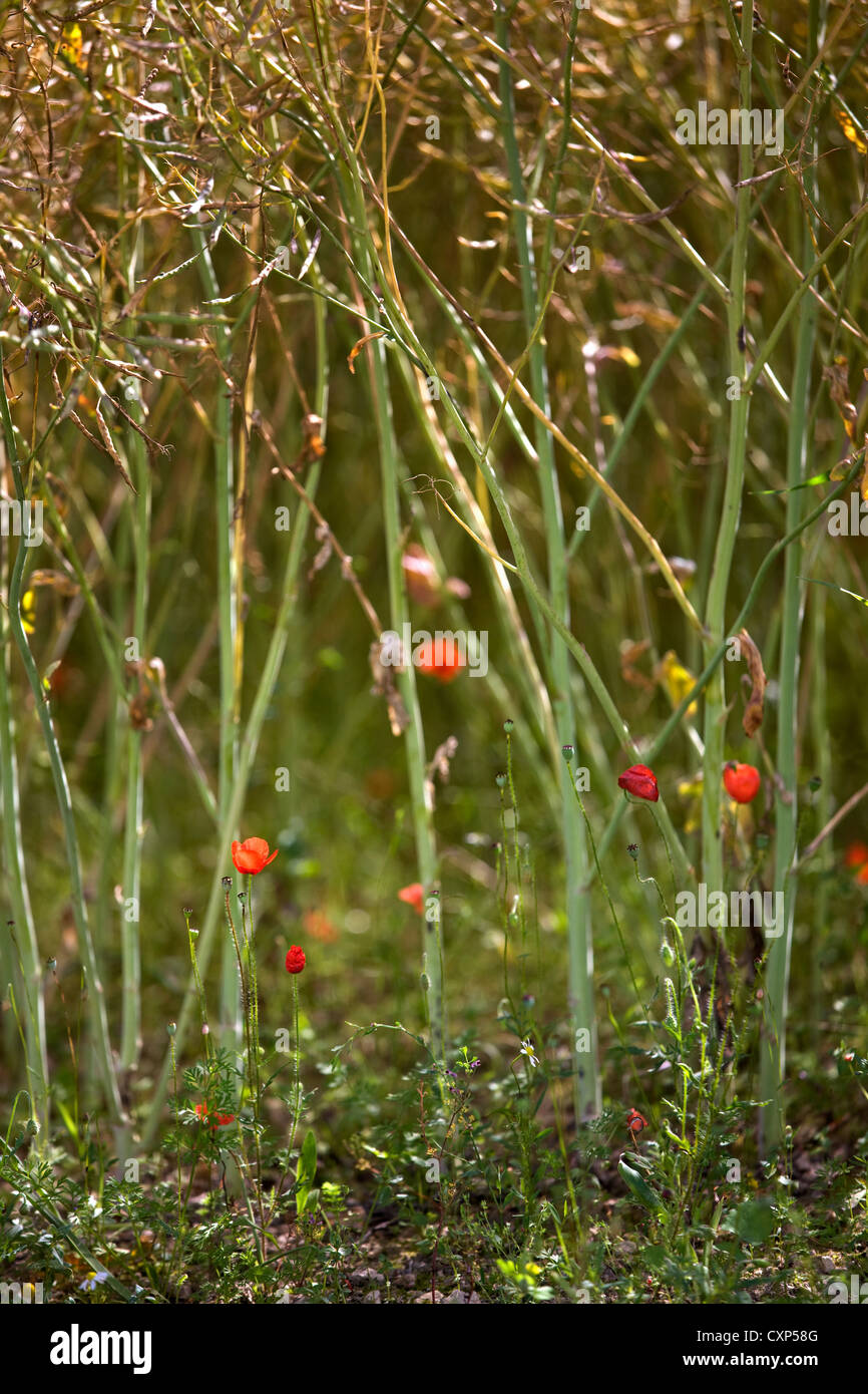 Cabeza larga / Blindeyes amapola (Papaver dubium) en el campo, Bélgica Foto de stock