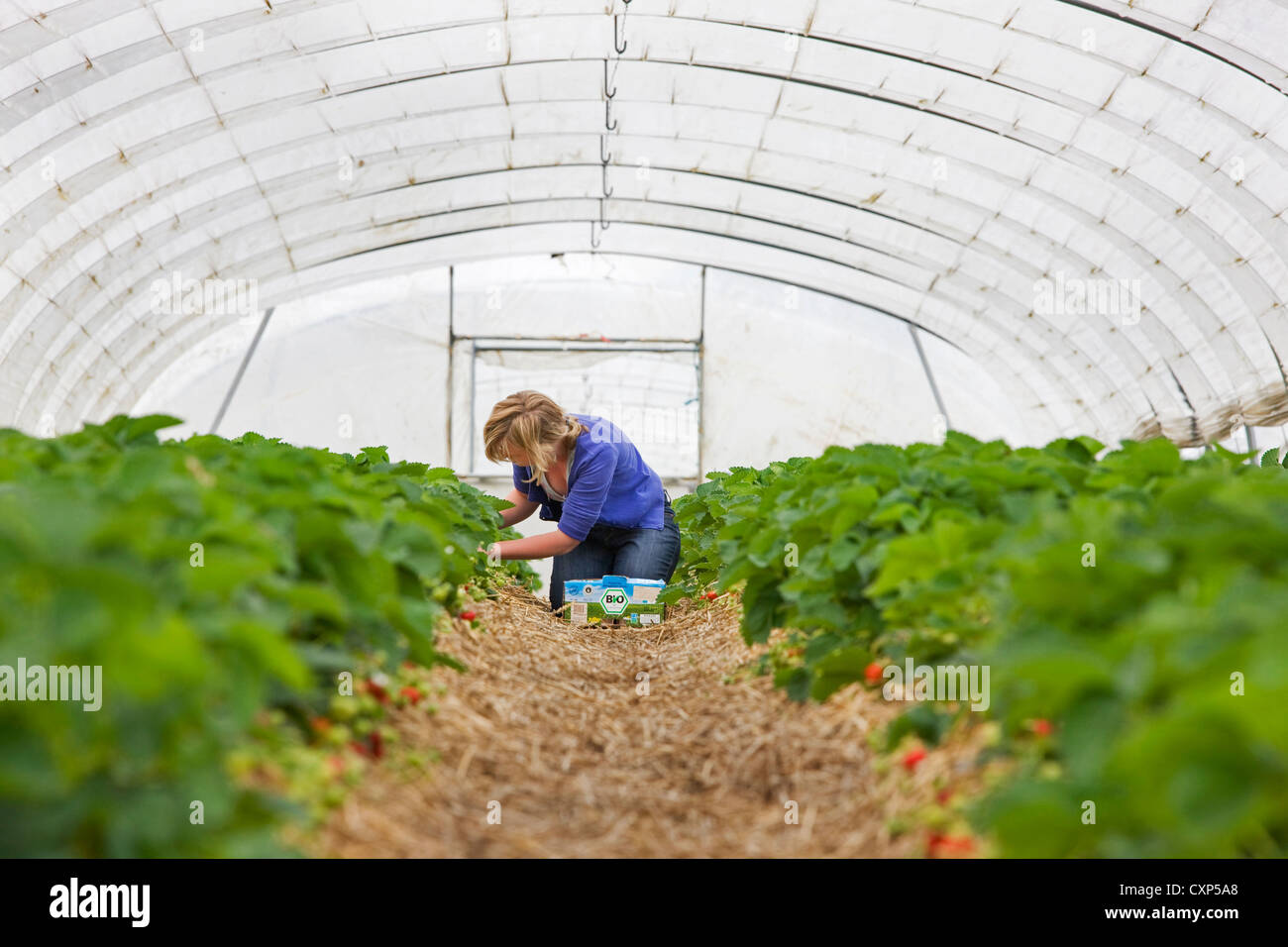 Fresas Frescas Orgánicas Maduras Cultivadas En Granja De Fresas En  Invernadero. Un Método Moderno De Crecimiento Vertical En La Ag Imagen de  archivo - Imagen de planta, postre: 210686701