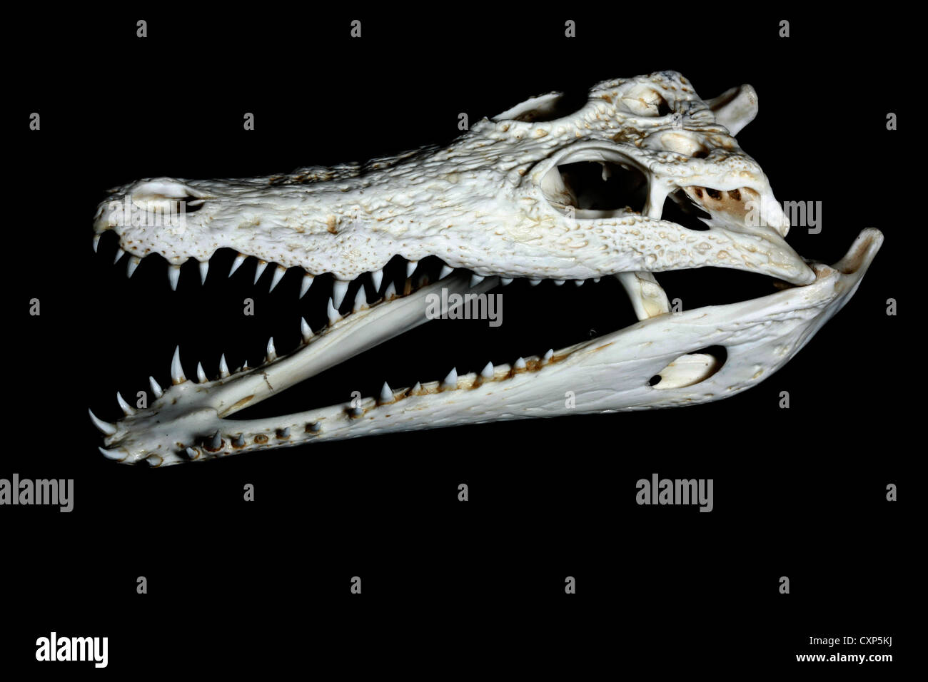 Cráneo de cocodrilo del Nilo Fotografía de stock Alamy