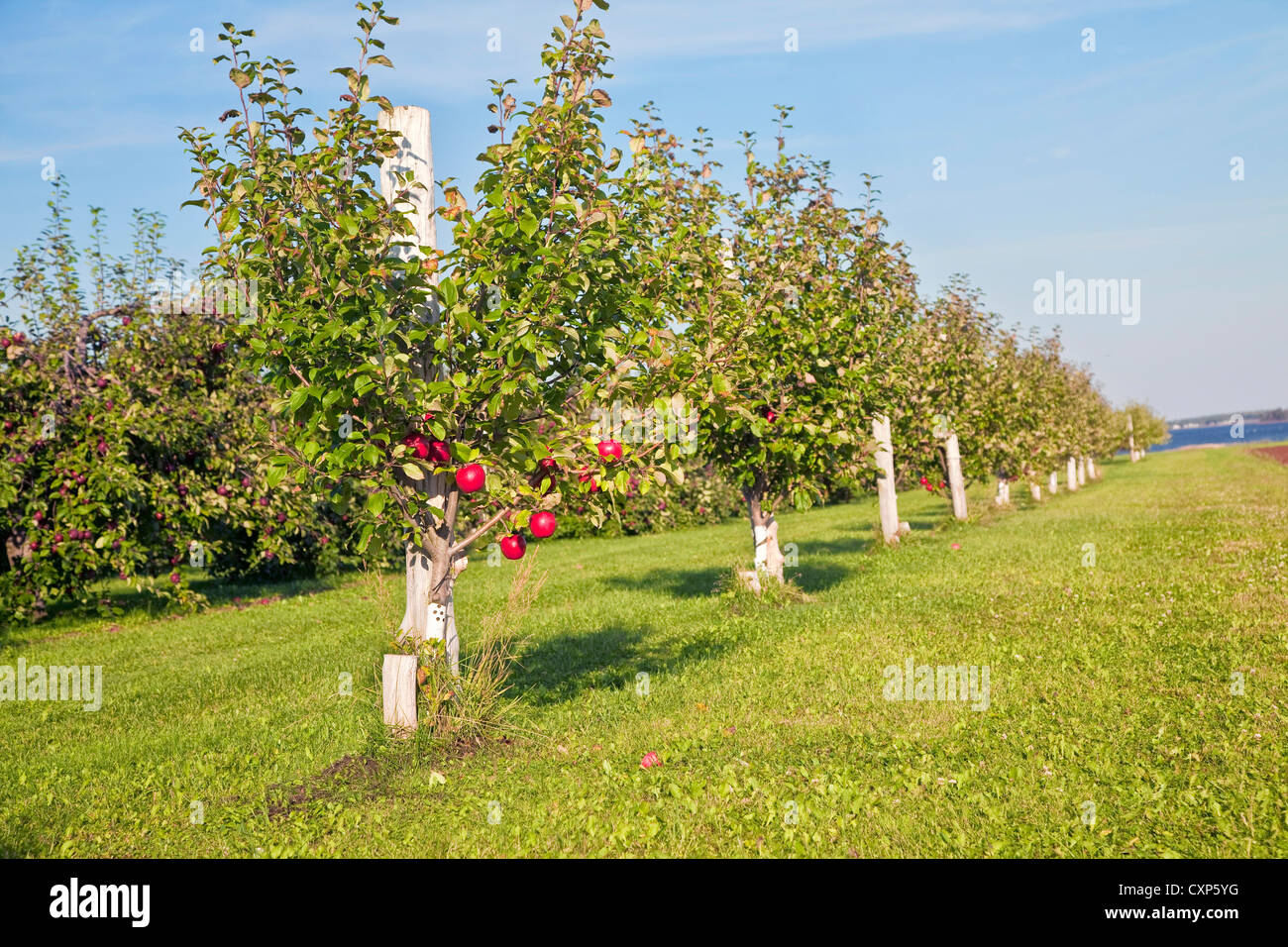 Apple Trees Cultivation Farm Fotos E Imagenes De Stock Alamy Apple Trees Cultivation Farm Fotos E Imagenes De Stock Alamy