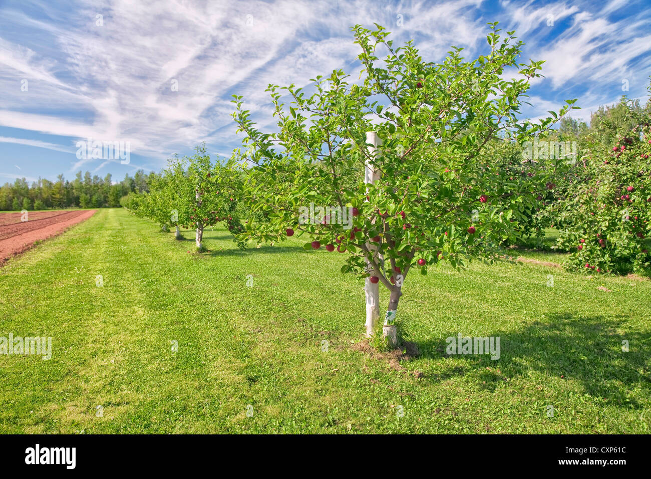 Honeycrisp Manzanos En Una Granja Huerto Fotografia De Stock Alamy Honeycrisp Manzanos En Una Granja Huerto Fotografia De Stock Alamy