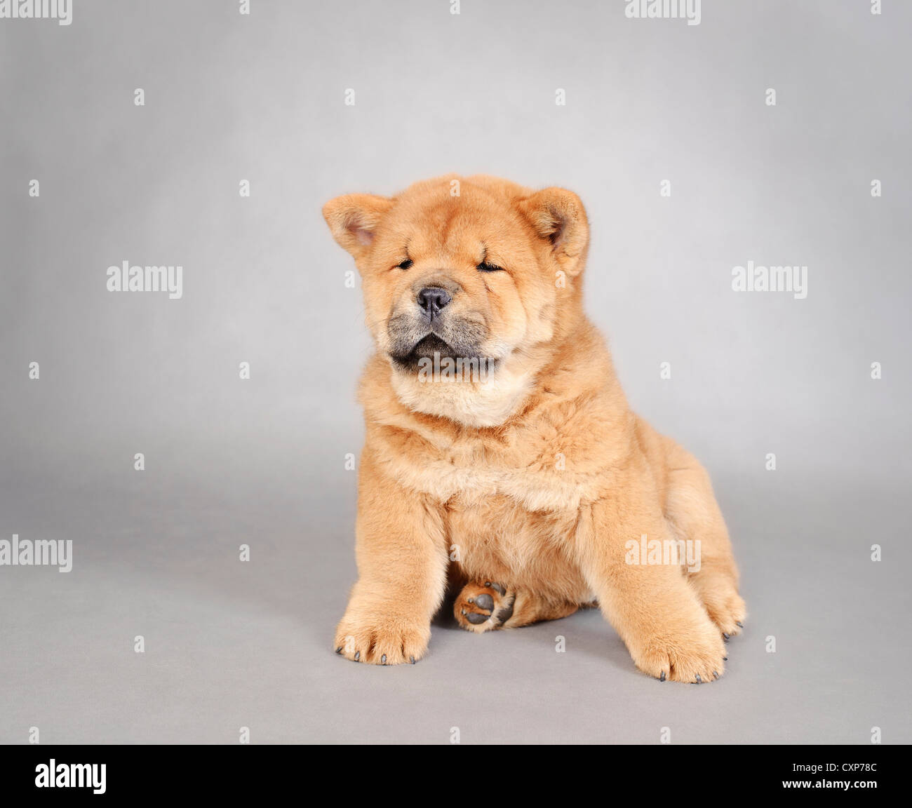 Chow chow cachorro retrato en fondo gris Fotografía de stock - Alamy