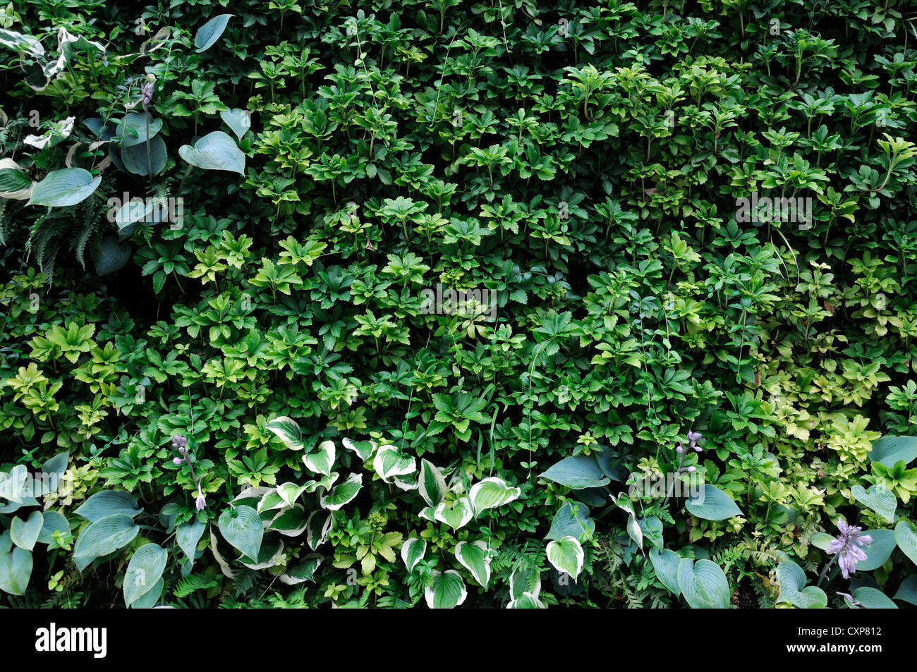 Pachysandra terminalis hosta viviendo pared verde jardín vertical jardinería espacio urbano Foto de stock