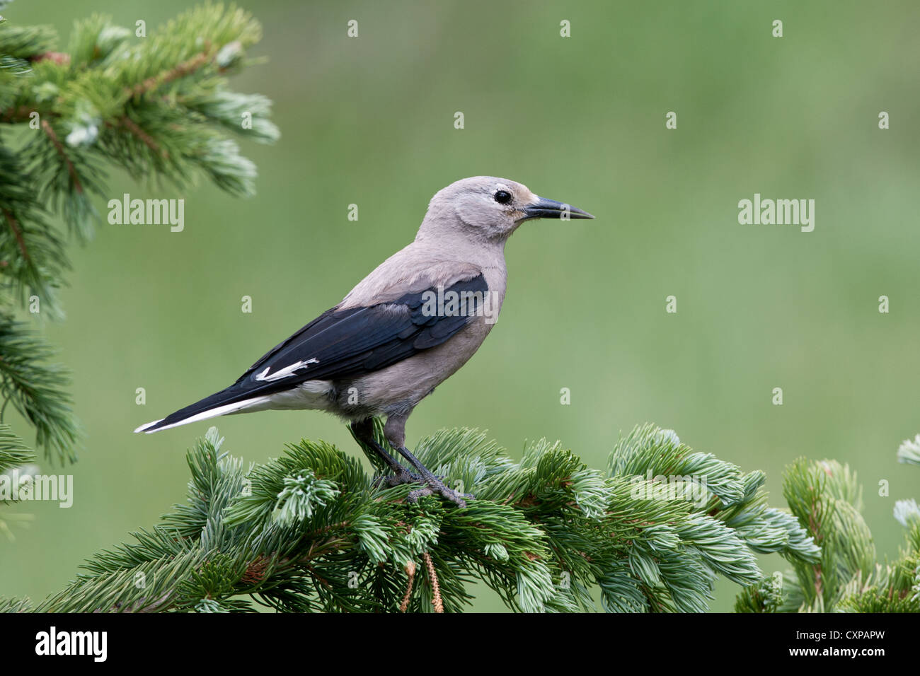 El Cascanueces de Clark posado en la ornitología del pájaro cantor del árbol del abeto Foto de stock