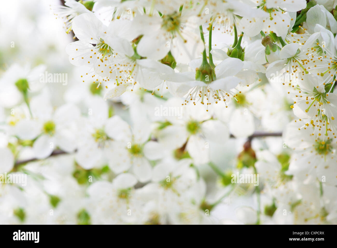 Cerca de la primavera de los cerezos en flor Foto de stock