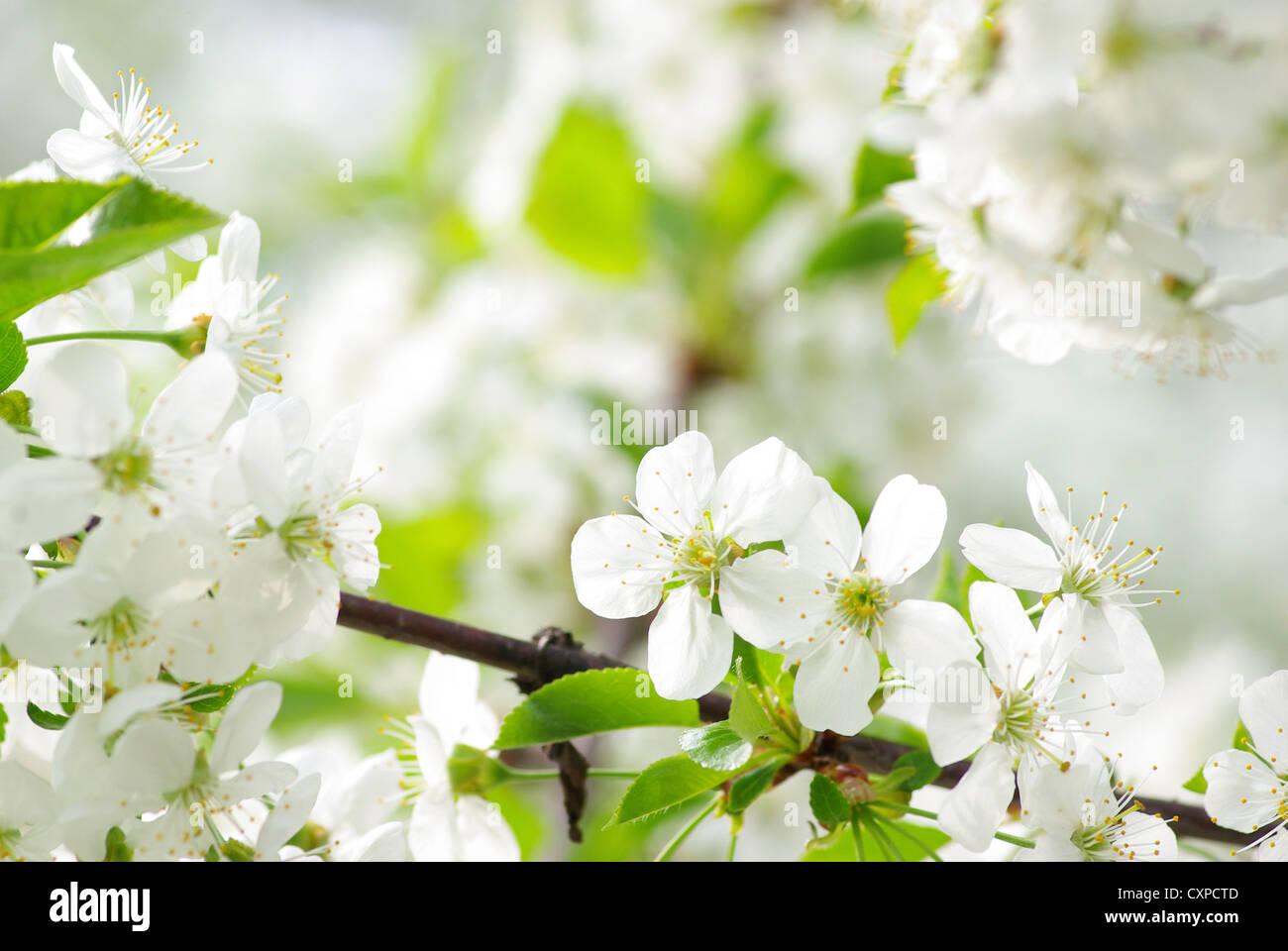Cerca de la primavera de los cerezos en flor Foto de stock