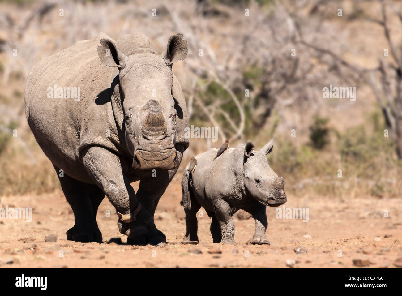 Dehorned rinoceronte blanco (Ceratotherium simum) de ternera, Mpumalanga, Sudáfrica Foto de stock