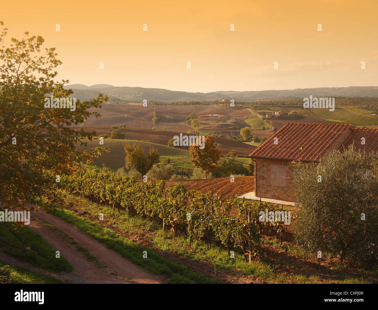 Un paisaje otoñal con un viñedo y colinas en el otoño atrasado la luz solar en el Valle de Orcia cerca de Pienza, en la Toscana, Italia. Foto de stock
