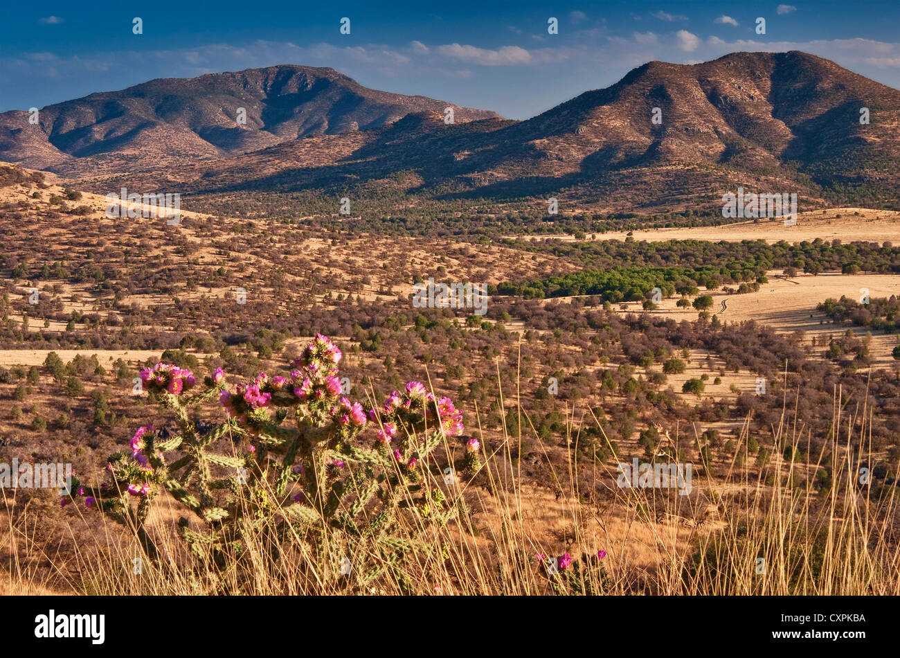 Limpia la montaña y Blue Mountain en Davis Mountains, cholla cactus, desde la autopista 118 al atardecer, cerca de Fort Davis, Texas, EE.UU. Foto de stock
