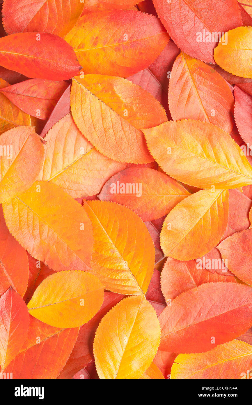 Rojo y amarillo de las hojas otoñales como telón de fondo, el color de fondo Foto de stock