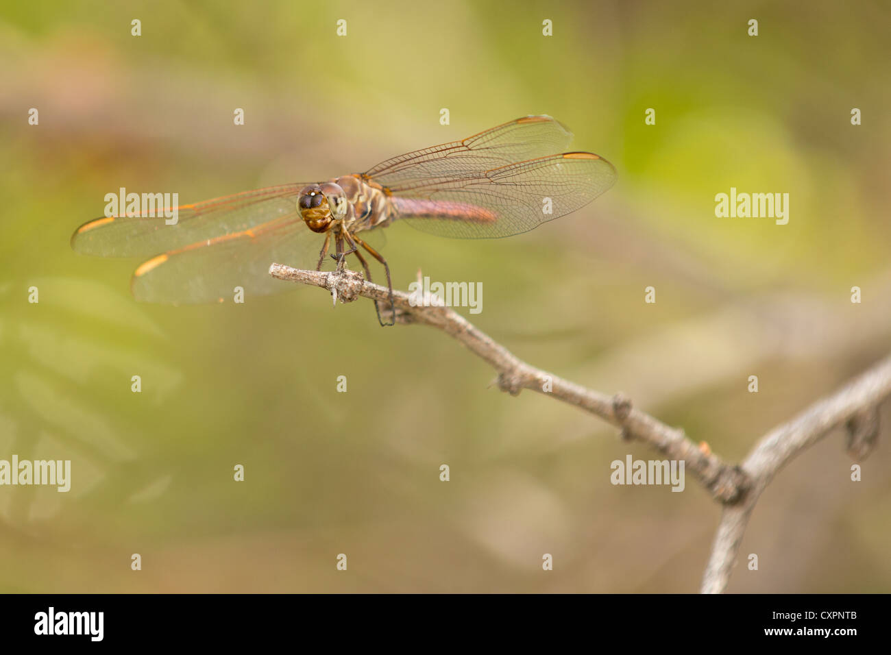 Dragonfly en ramita, el Parque Nacional de Big Bend, Texas. Foto de stock
