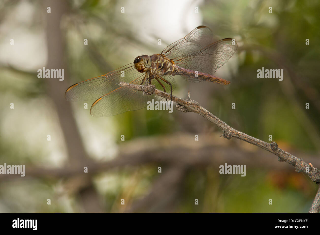 Dragonfly en ramita, el Parque Nacional de Big Bend, Texas. Foto de stock