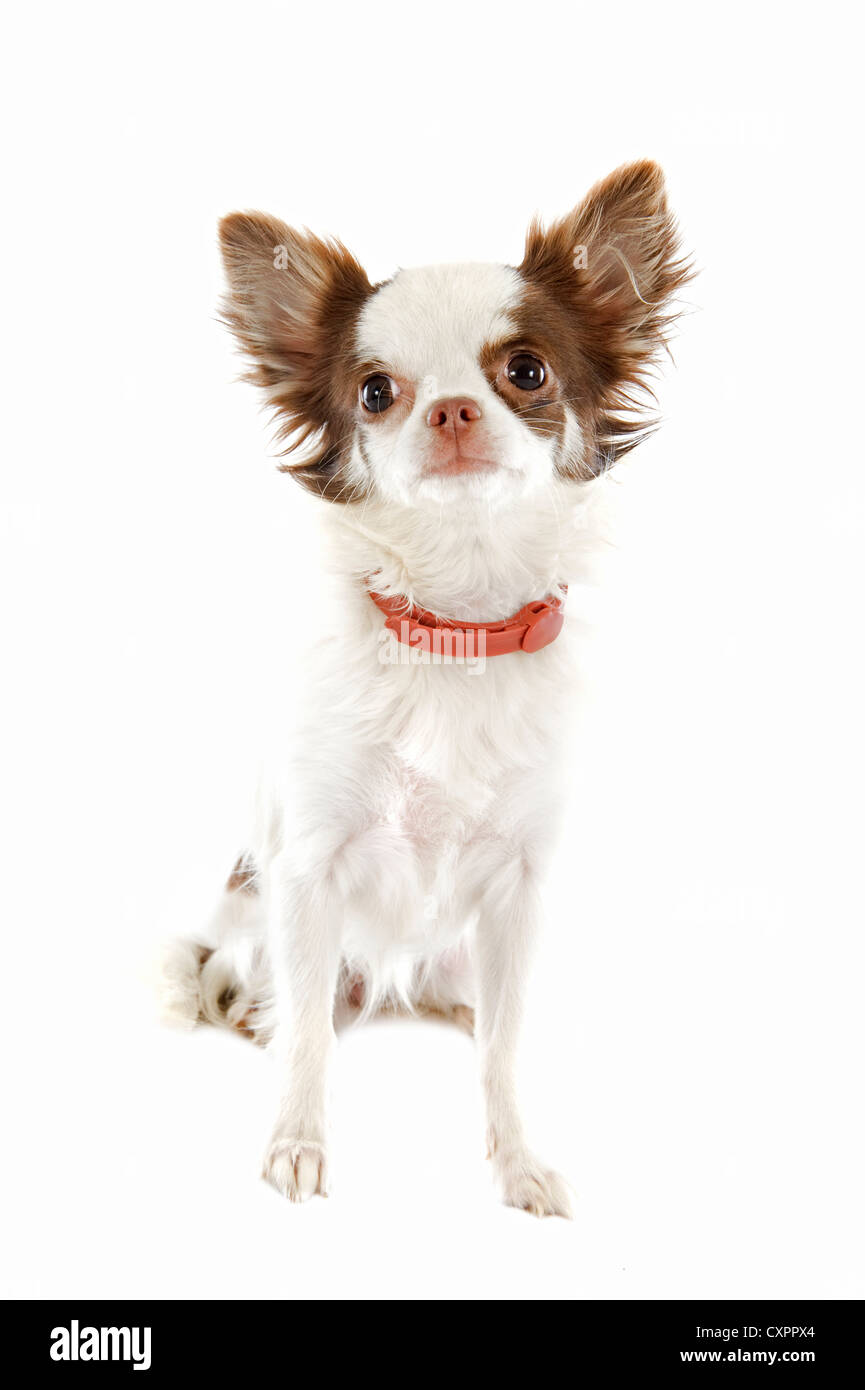 Retrato de un lindo chihuahua de pura raza con collar preventiva delante de un fondo blanco Foto de stock