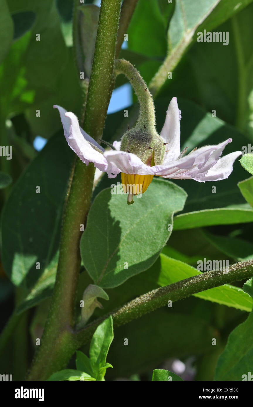La flor de la berenjena o berenjena (Solanum melongena), Creta, Grecia, Europa Foto de stock