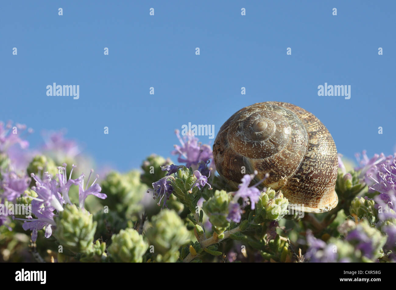 La concha de un caracol (Helicidae), flores y tomillo (Thymus vulgaris), Creta, Grecia, Europa Foto de stock