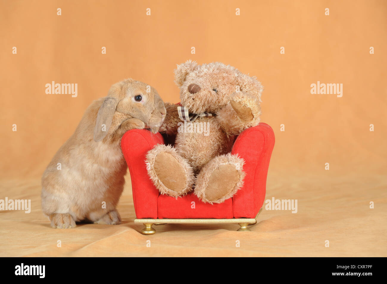 Enana Marrón English Lop conejo rojo de pie junto a una mini-silla con un  oso de peluche sentado en él Fotografía de stock - Alamy