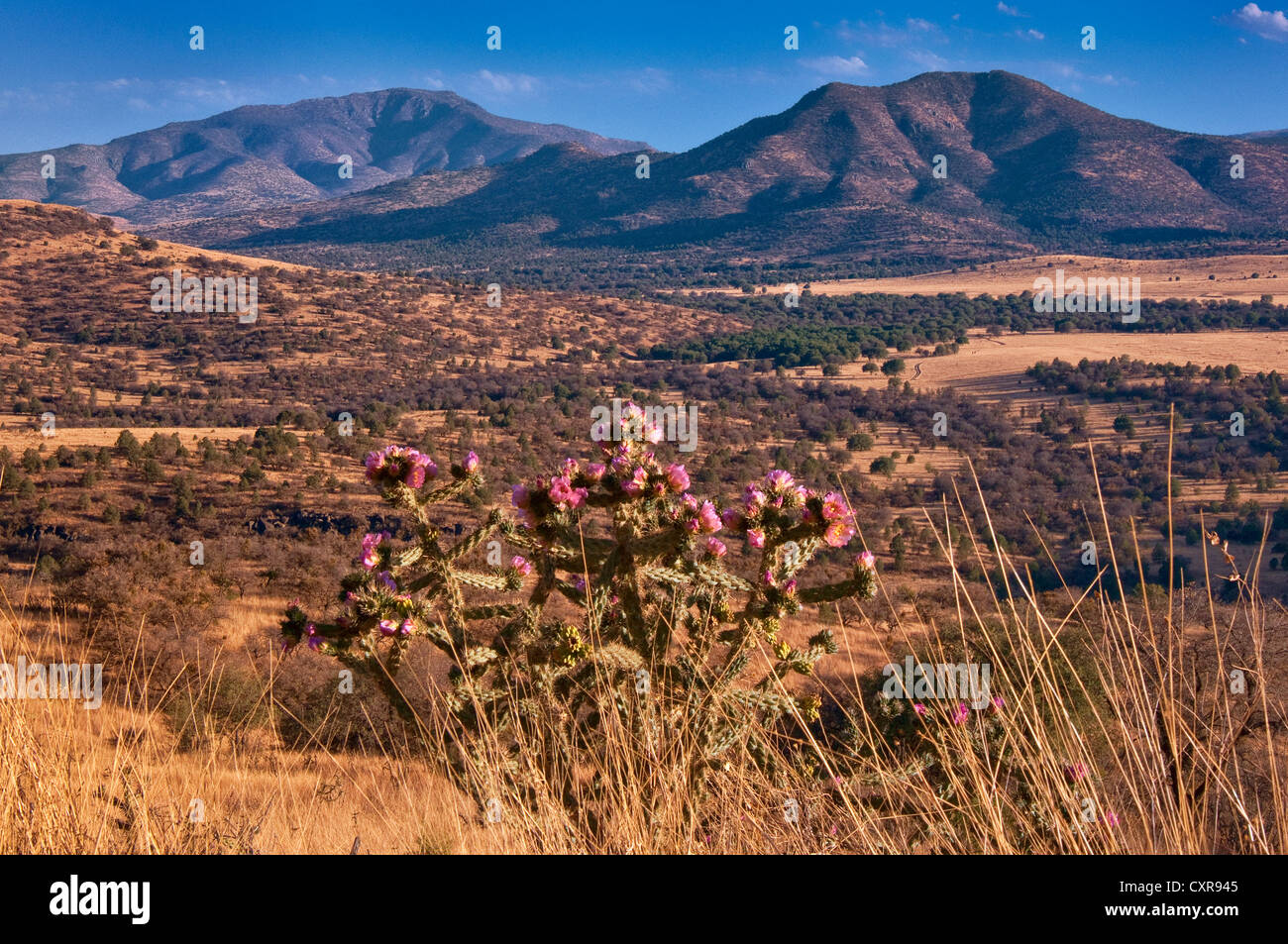 Limpia la montaña y Blue Mountain en Davis Mountains, floreciendo cholla cactus, visto desde la autopista 118, cerca de Fort Davis, Texas, EE.UU. Foto de stock