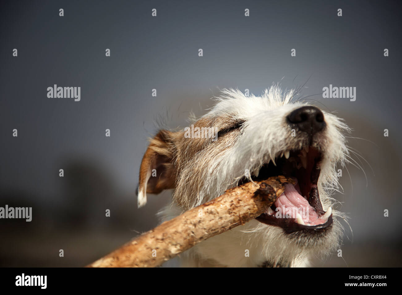 Parson Russell Terrier, cachorro de 7 meses, morder un palo Foto de stock