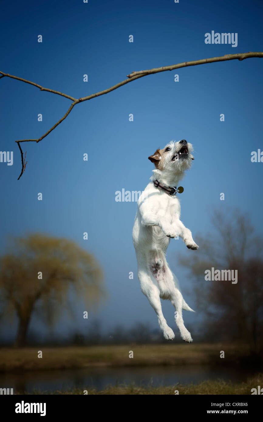 Parson Russell Terrier, cachorro de 7 meses, saltando hacia un sauce stick mientras juega Foto de stock