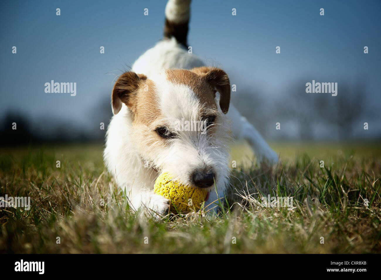 Parson Russell Terrier, cachorro de 7 meses, jugando con una pelota de goma amarilla sobre un césped Foto de stock