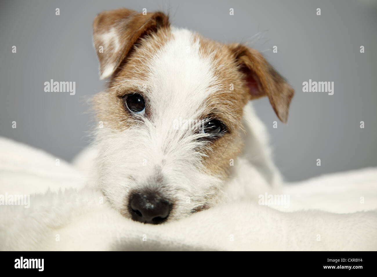 Parson Russell Terrier, cachorro de 6 meses, acostado en un sofá Foto de stock