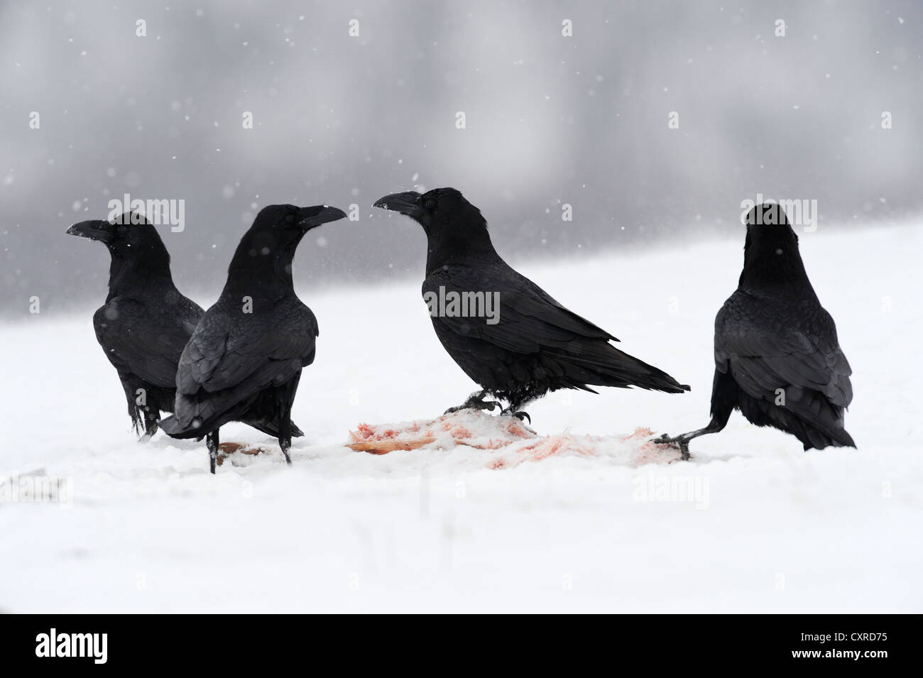 Los cuervos (Corvus corax), en un sitio de cebo, Sineo Kamani Nature Park, Bulgaria, Europa Foto de stock