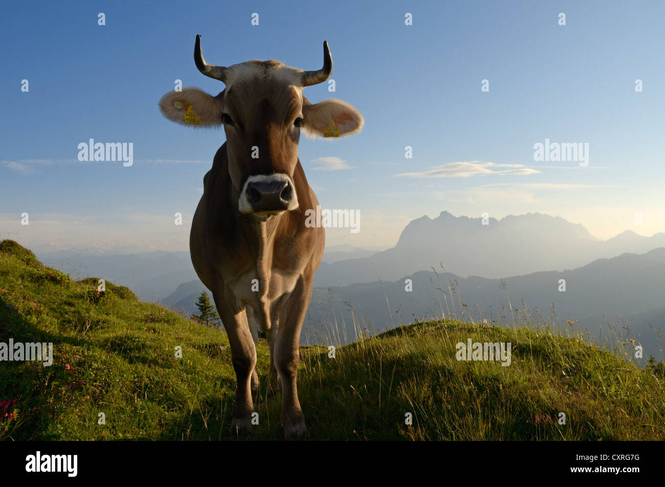 Vaca en permanente Kaisergebirge Eggenalm alp, cordillera en la espalda, Reit im Winkl, Chiemgau, Alta Baviera, Baviera Foto de stock