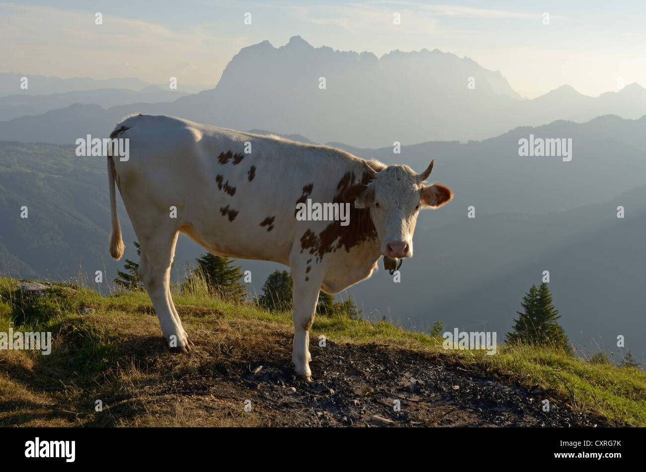 Vaca en permanente Kaisergebirge Eggenalm alp, cordillera en la espalda, Reit im Winkl, Chiemgau, Alta Baviera, Baviera Foto de stock