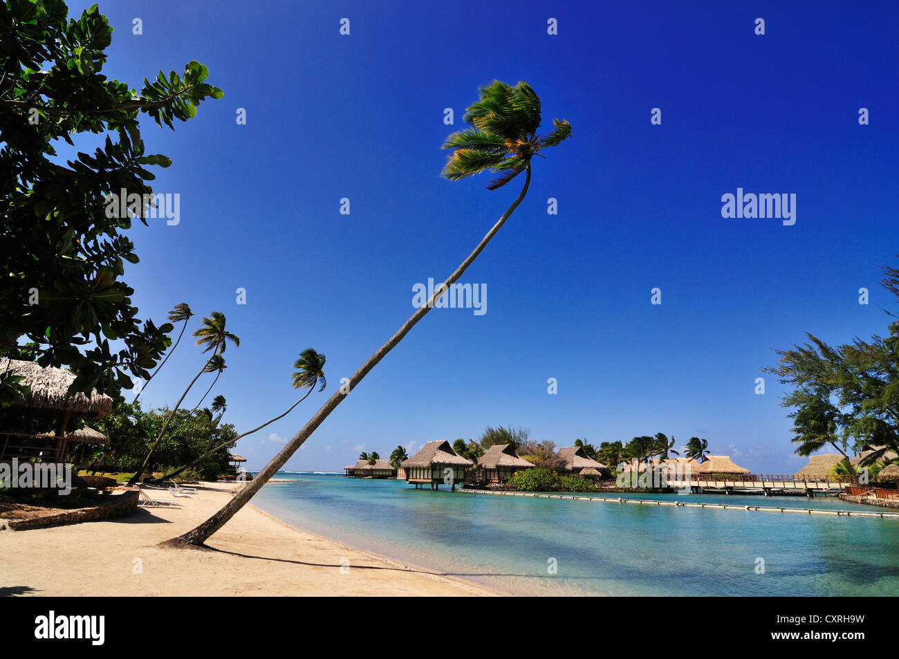 Hotel Intercontinental, Moorea, Islas Windward, Islas Sociedad, Polinesia francesa, Océano Pacífico Foto de stock