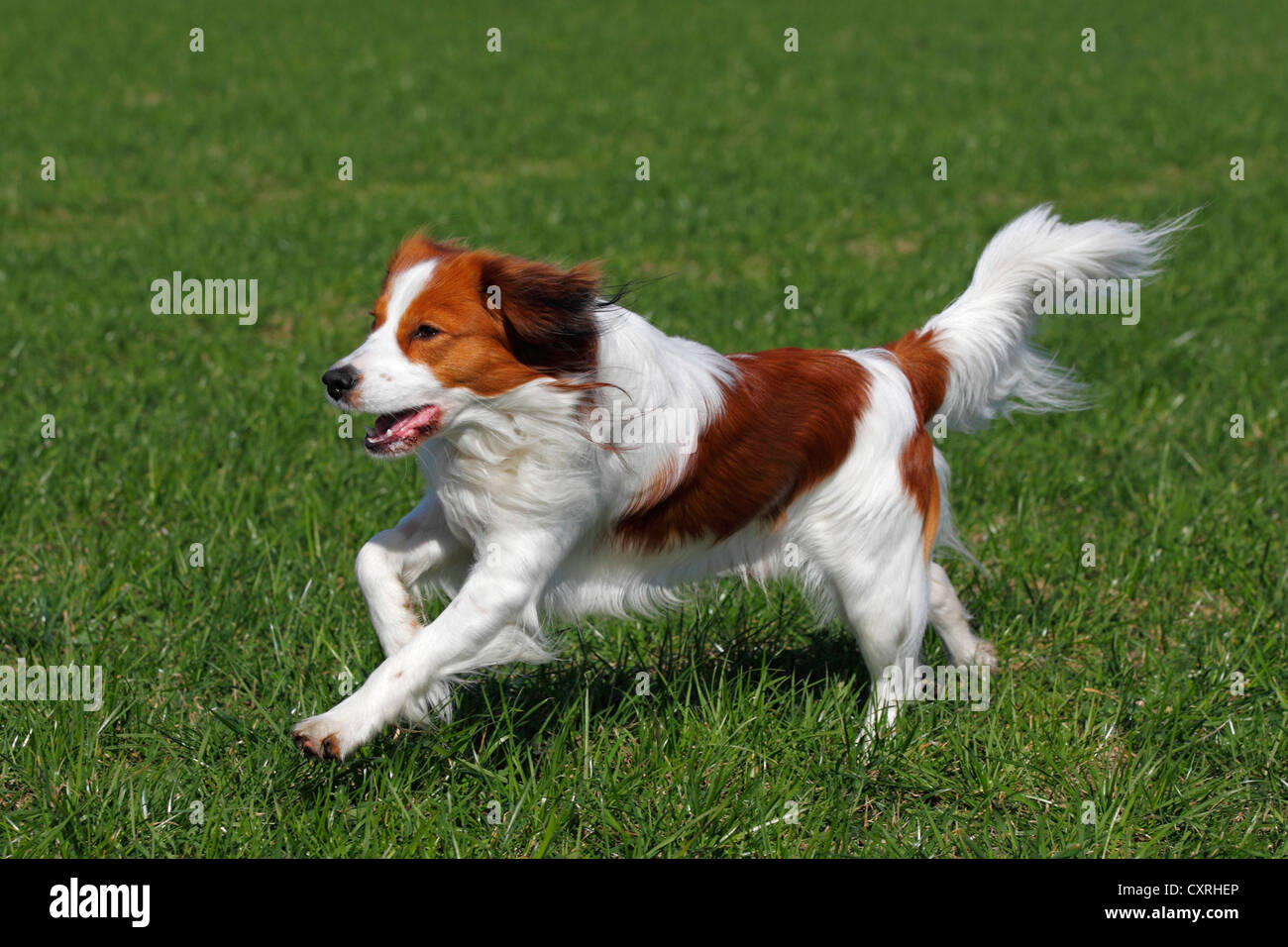 Kooikerhondje o Kooiker Hound (Canis lupus familiaris), jóvenes varones perro corriendo a través de una pradera Foto de stock