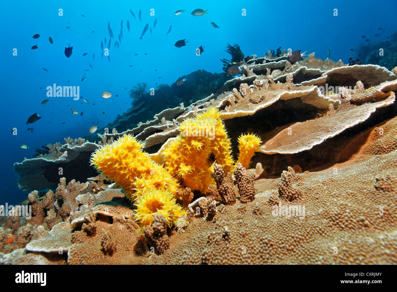 Paisaje submarino de coral esponja amarilla no identificados (Porifera), corales y peces de piedra, la Gran Barrera de Coral Foto de stock