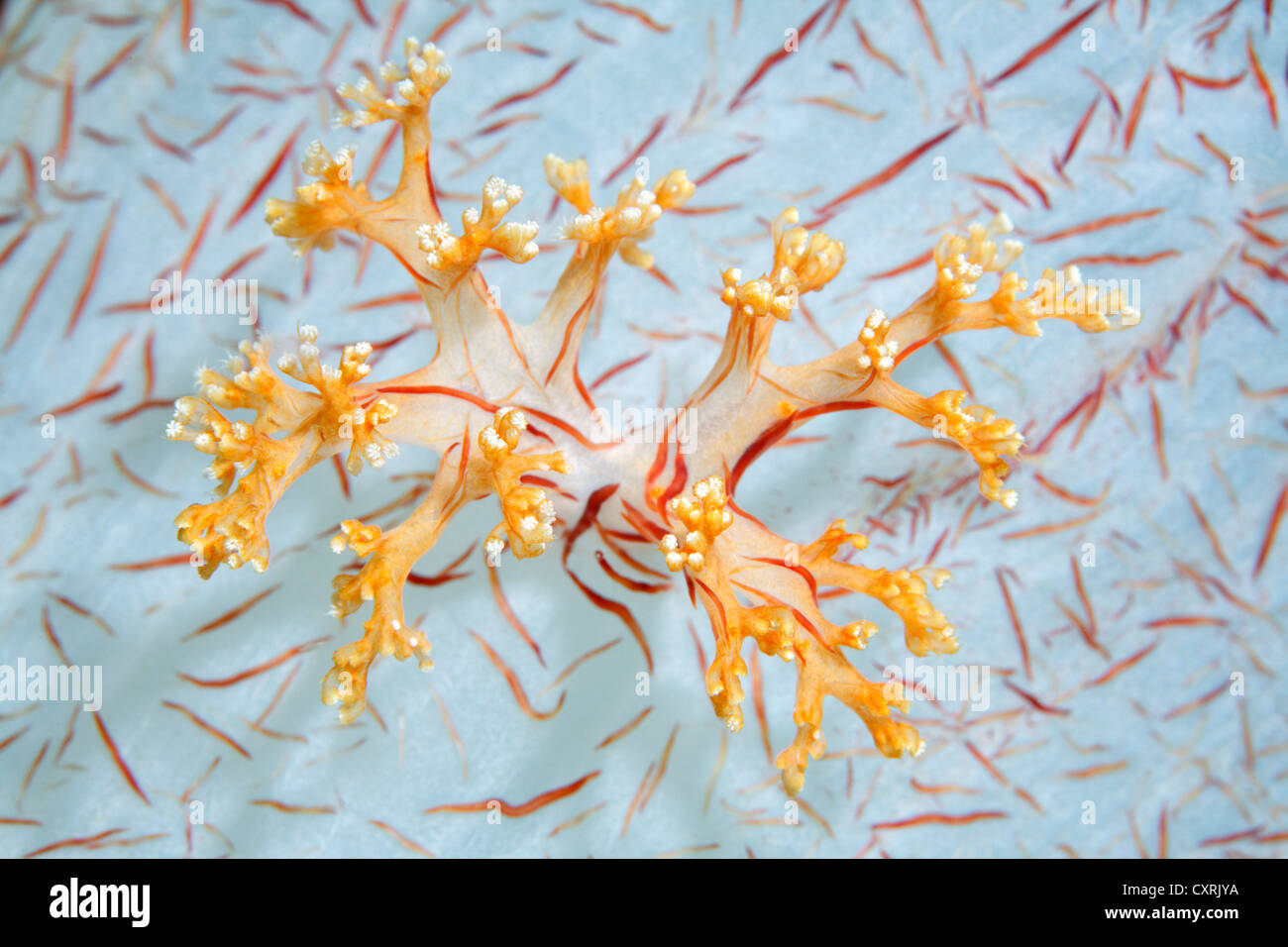 Los pólipos de coral sobre la base de una especie de coral blando (Dendronephthya klunzingeri), vista detallada, la Gran Barrera de Coral Foto de stock