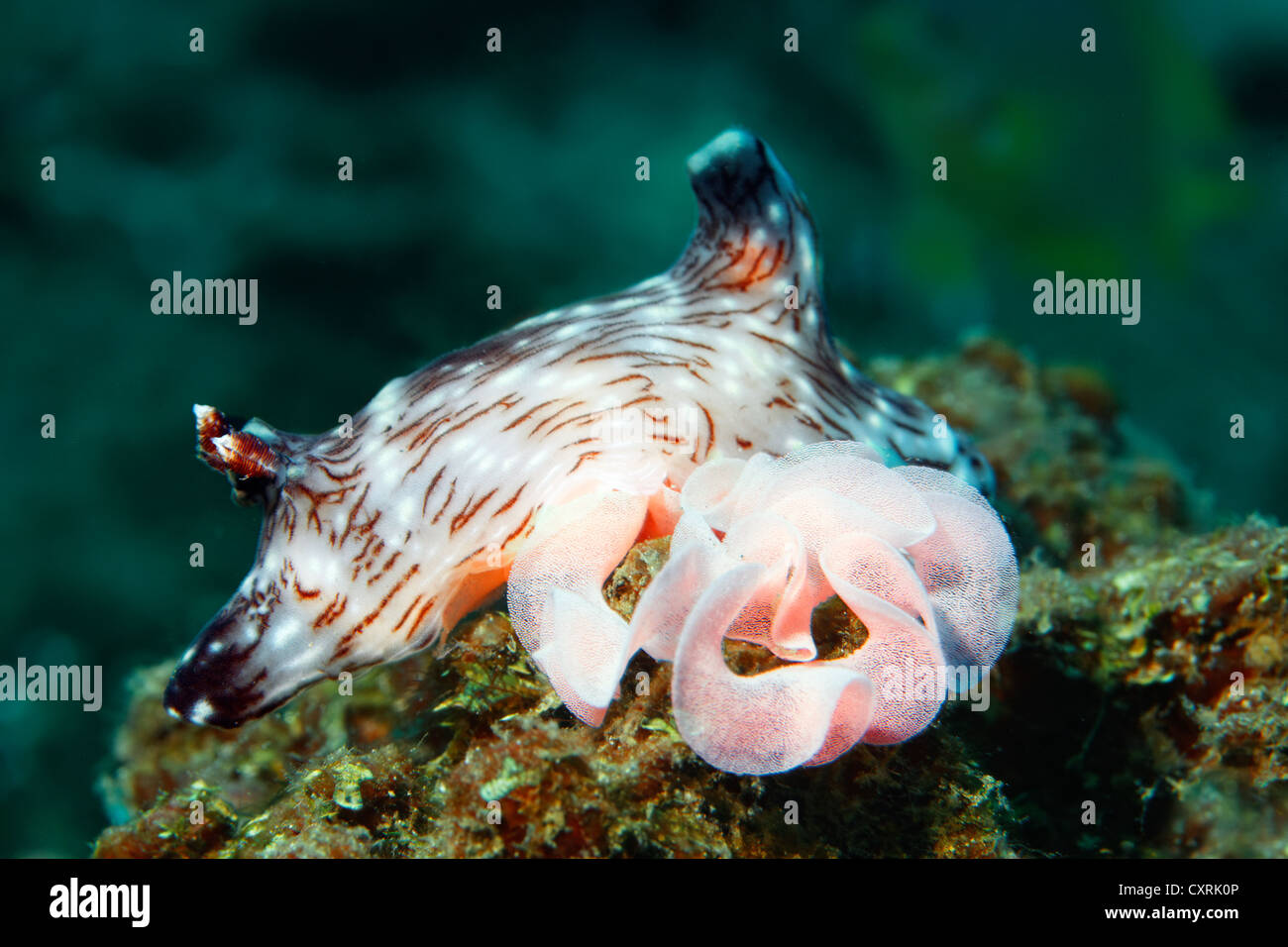 Especies de nudibranch (Jorunna rubescens), con el embrague, el caracol de mar, la Gran Barrera de Coral, un sitio del Patrimonio Mundial de la UNESCO, Queensland Foto de stock