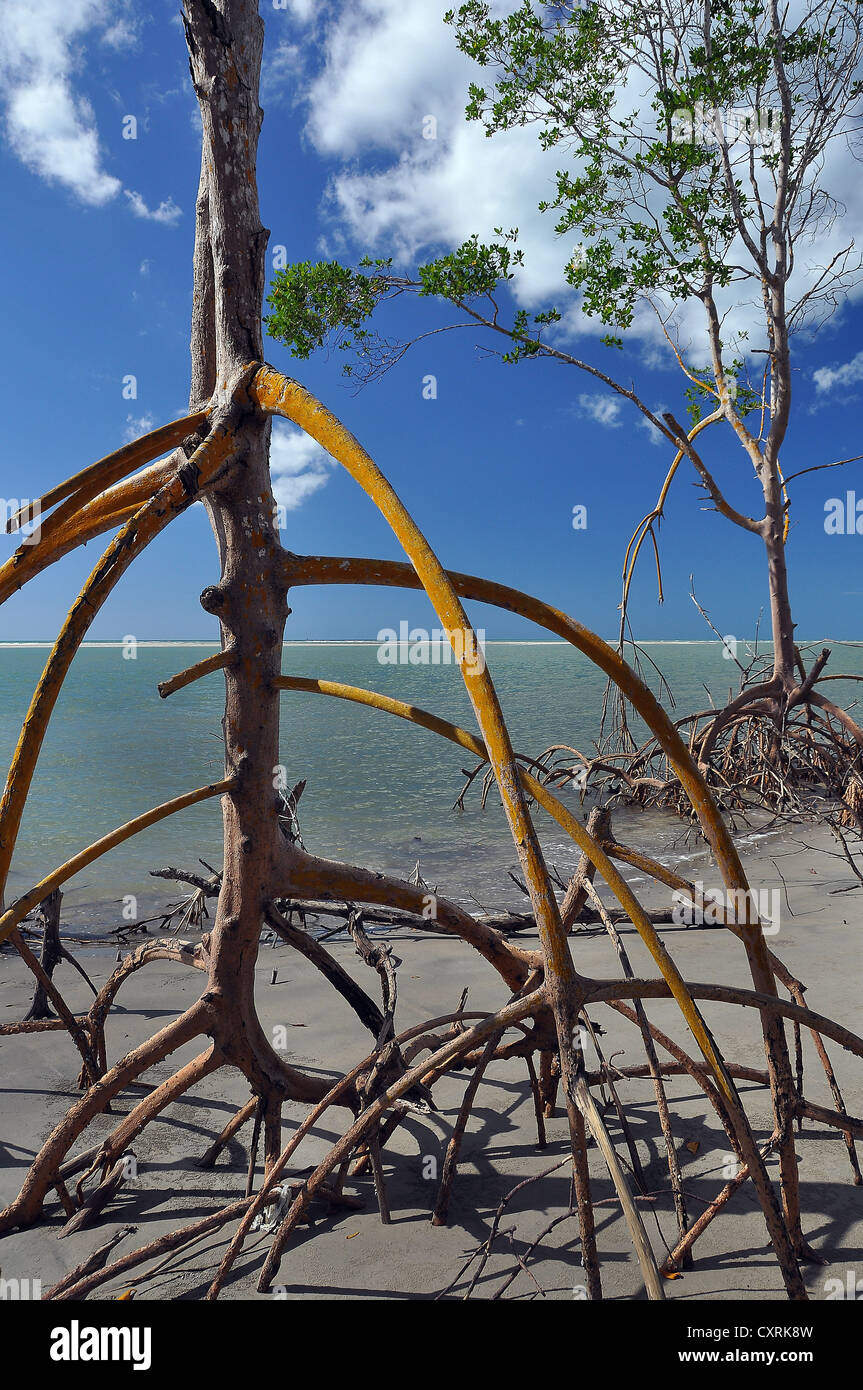 Raíces aéreas de un árbol en los manglares en Brasil, Costa Caribe, Ceará, Brasil, América del Sur Foto de stock