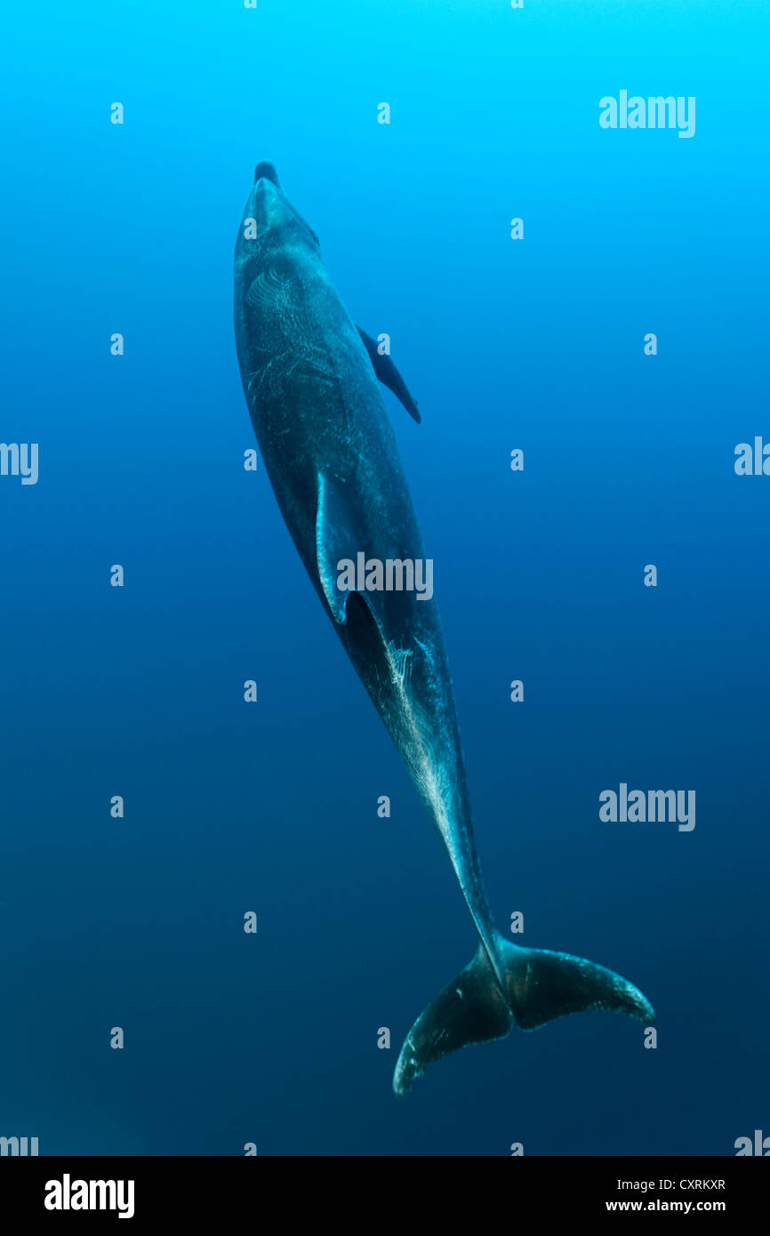El delfín mular (Tursiops truncatus), Roca Partida, las Islas Revillagigedo, México, Estados Unidos, la parte oriental del Pacífico Foto de stock