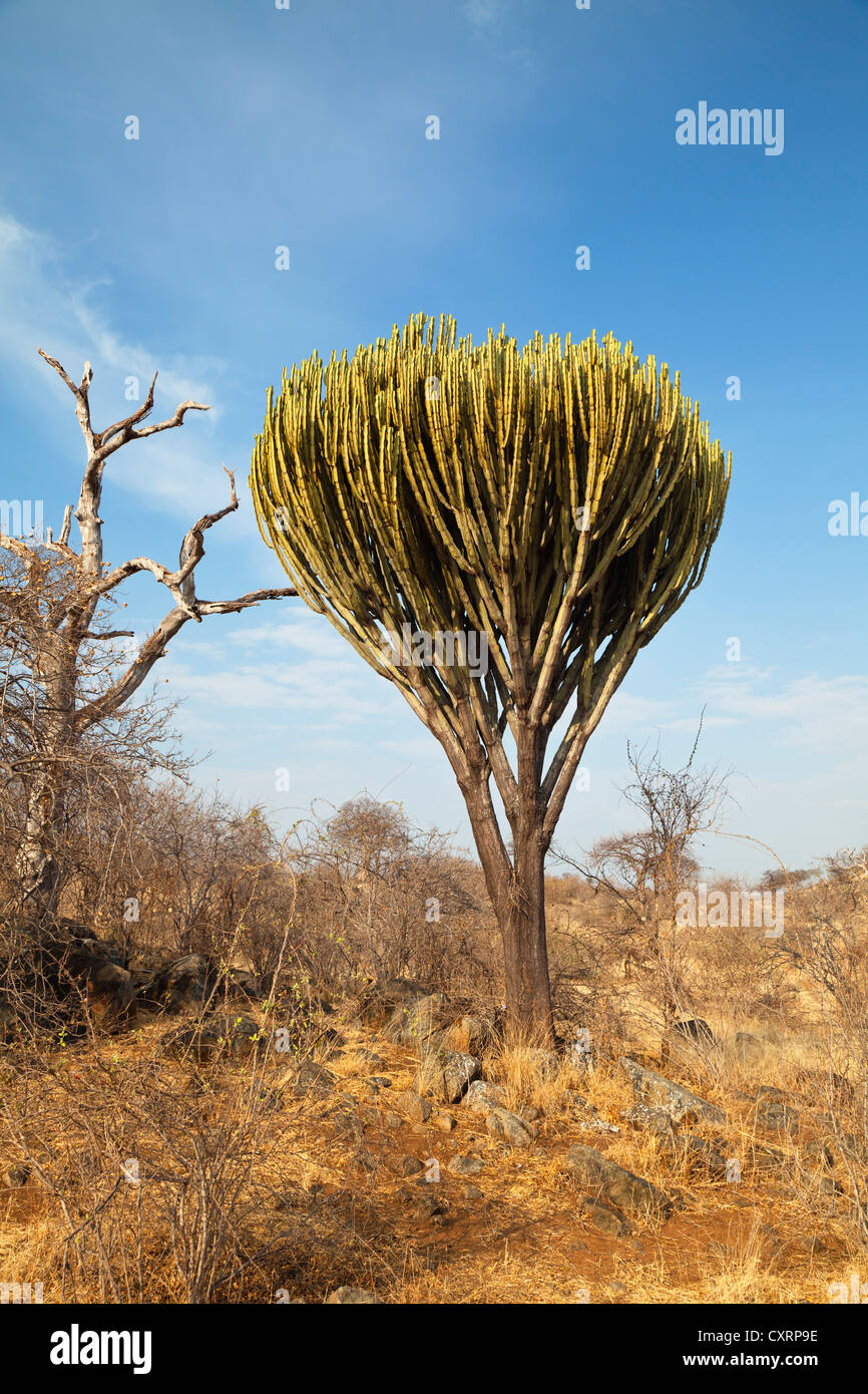 Euphorbia o Qwolqwal (Euphorbia candelabrum), el Parque nacional Ruaha, Tanzania, África oriental, África Foto de stock