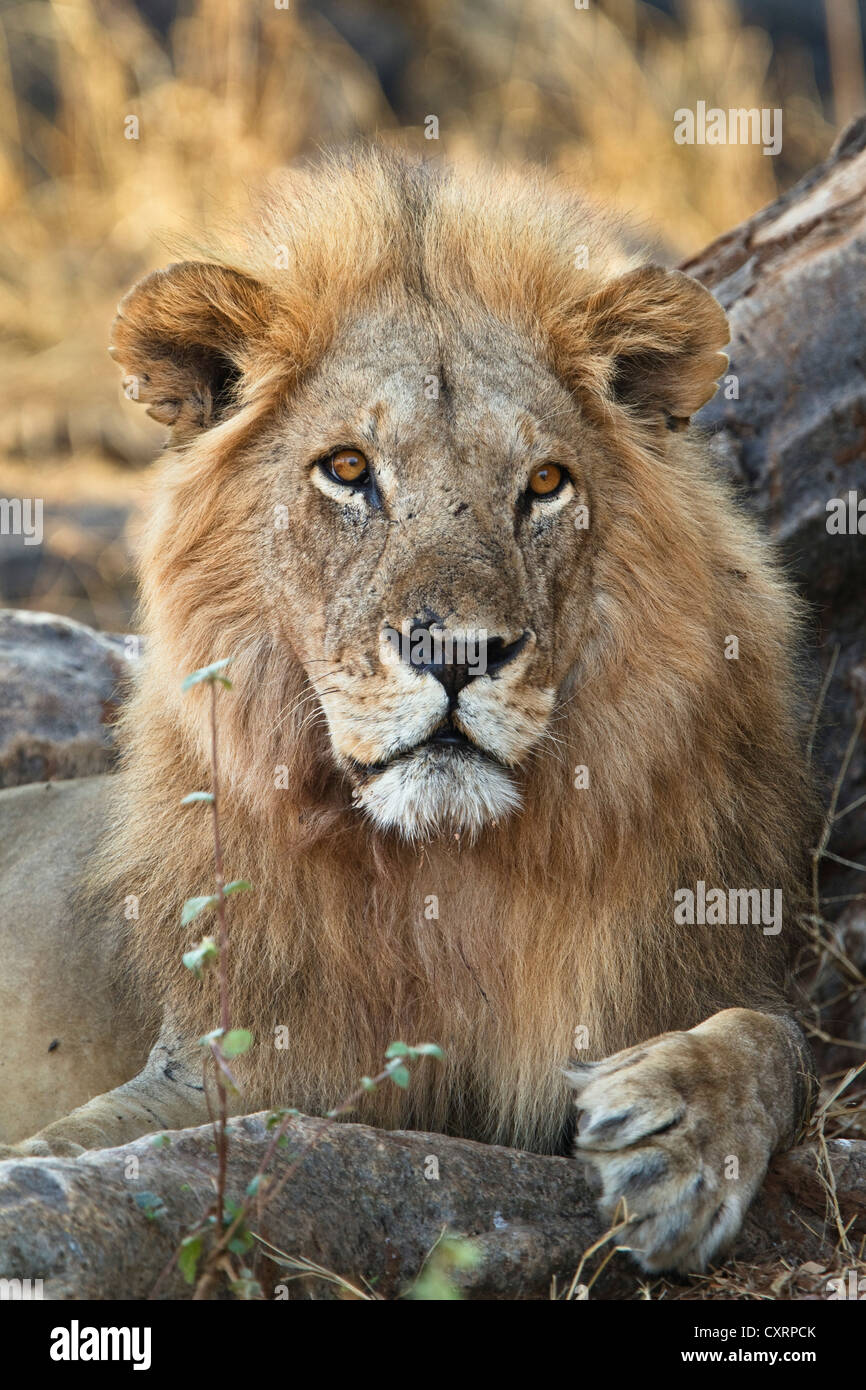 León Africano (Panthera leo), macho adulto, el Parque nacional Ruaha, Tanzania, África oriental, África Foto de stock