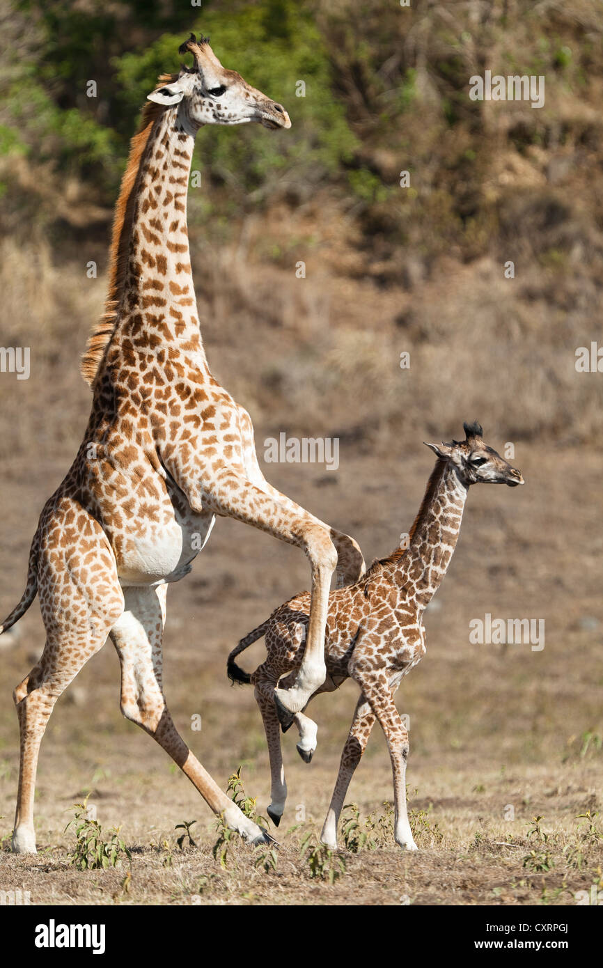 Massai, Masai Masai, jirafa o Kilimanjaro jirafa (Giraffa camelopardalis tippelskirchi), empujando a los jóvenes, el Parque Nacional de Arusha Foto de stock