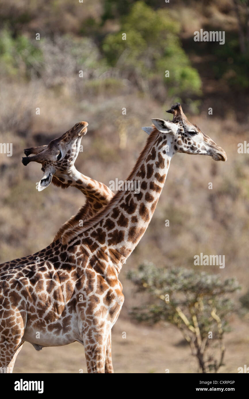 Massai, Masai Masai, jirafas o Kilimanjaro Jirafas (Giraffa camelopardalis tippelskirchi), los hombres luchan Foto de stock