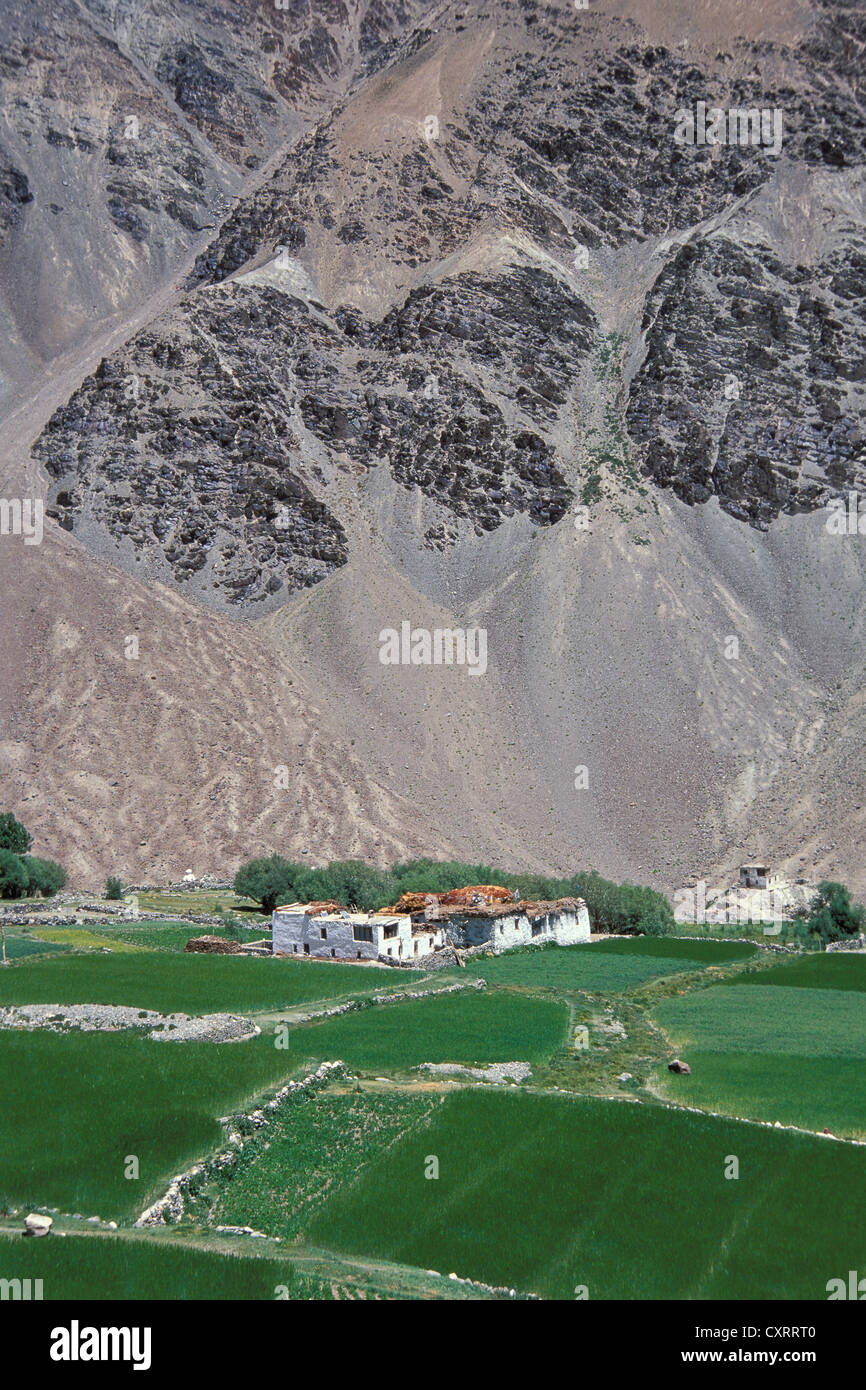 Diseño de granja, tibetano, campos, casas, Bajo Zanskar, Ladakh, India del Himalaya, Jammu y Cachemira, en el norte de la India, India, Asia Foto de stock