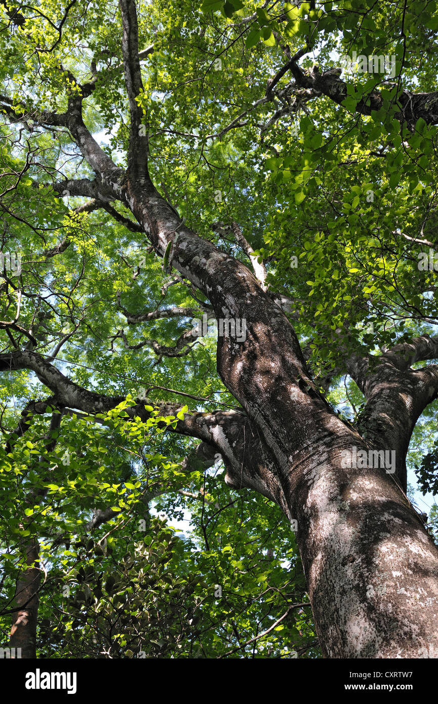 Árbol de guanacaste (Enterolobium cyclocarpum), árbol nacional de Costa Rica, Guanacaste, Parque Nacional Rincón de la Vieja Foto de stock