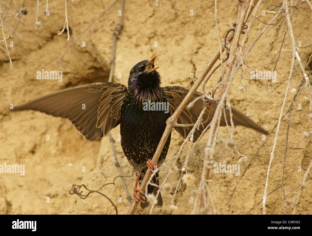 Starling (Sturnus vulgaris) con alas extendidas, en el norte de Bulgaria, Bulgaria, Europa Foto de stock