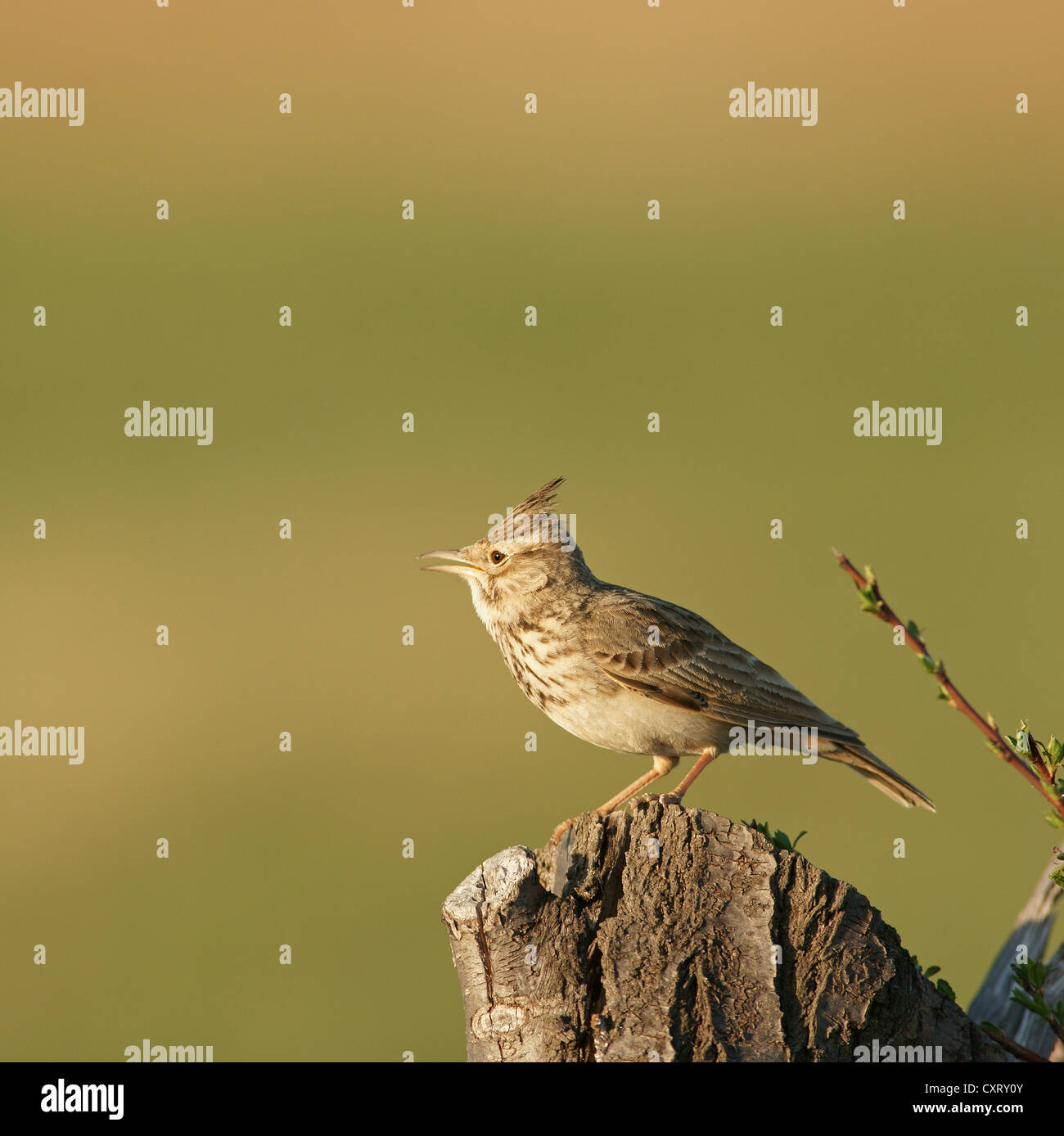 Crested lark (Galerida cristata), en el norte de Bulgaria, Bulgaria, Europa Foto de stock