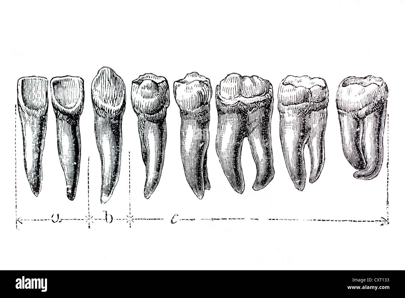 Anatomia de los dientes fotografías e imágenes de alta resolución - Alamy