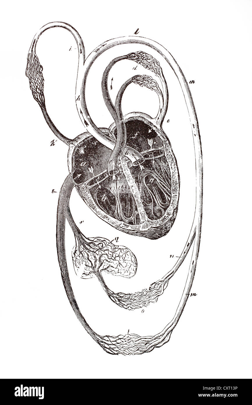 Sistema Circulatorio, ilustración anatómica Foto de stock