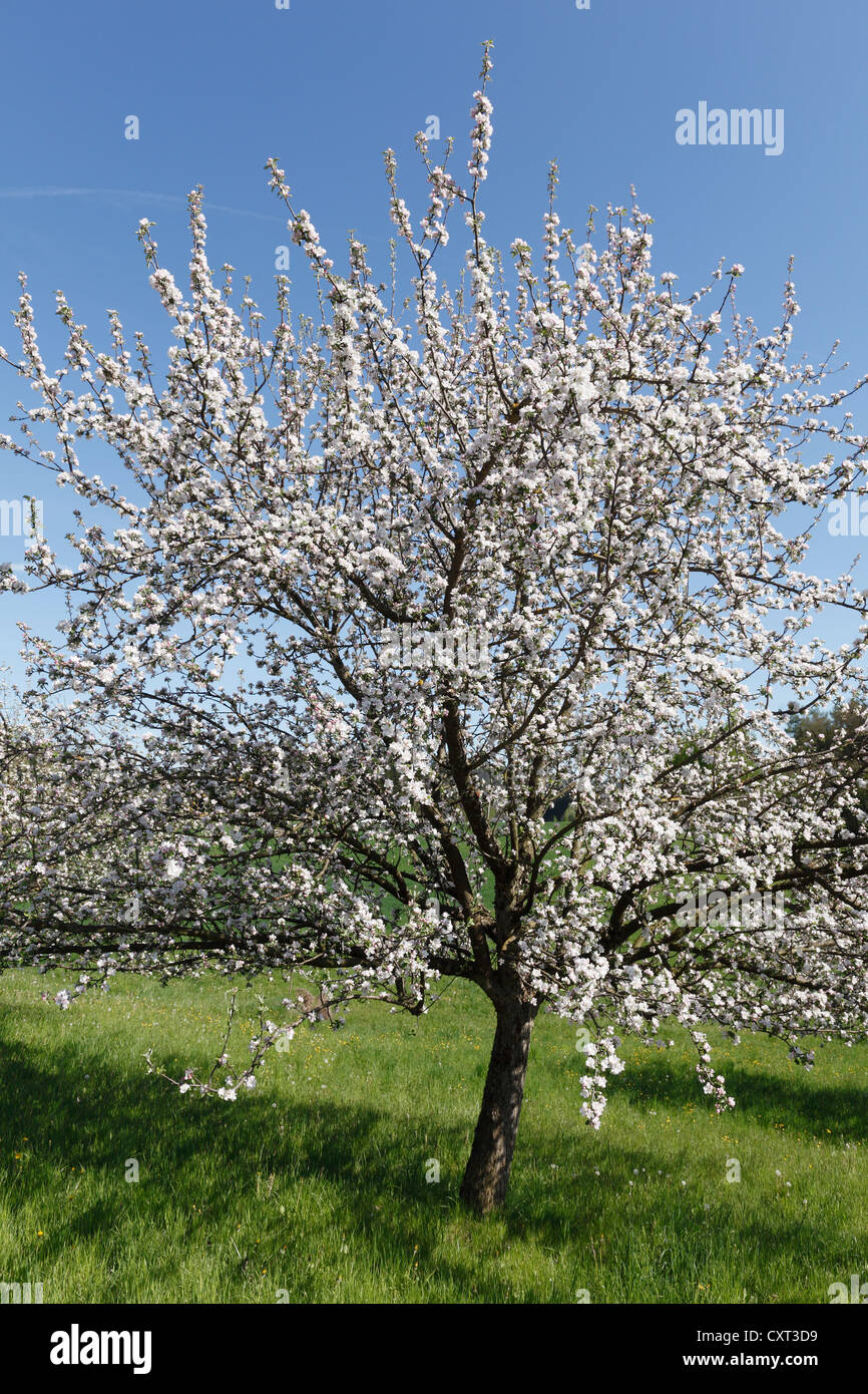 Florecimiento manzano (Malus domestica), Estiria, Austria, Europa Foto de stock