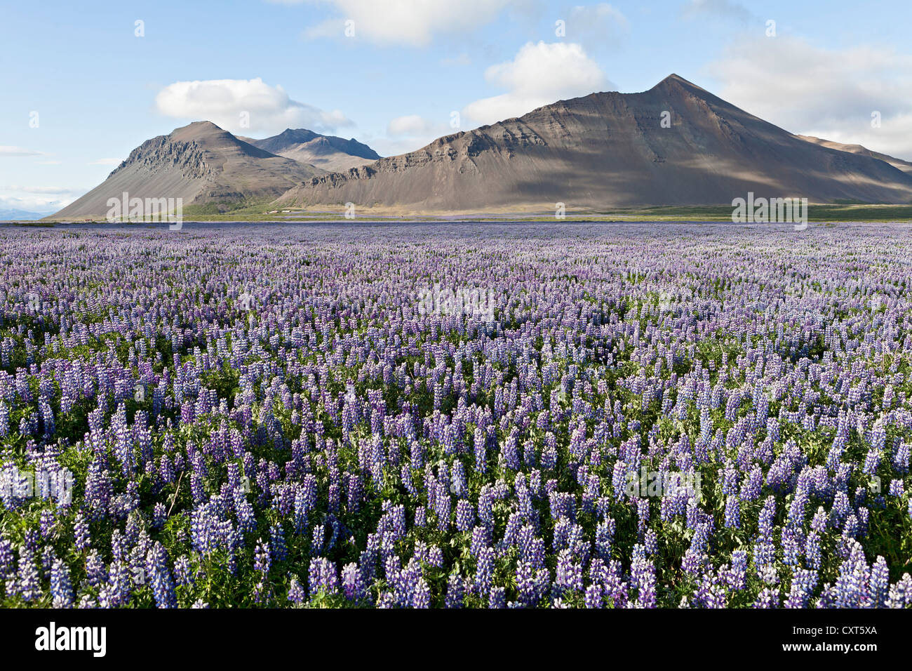 Campos abiertos llenos de blooming Nootka lupino (Lupinus nootkatensis) delante de las montañas de lava cerca de Akranes Anuncios Foto de stock