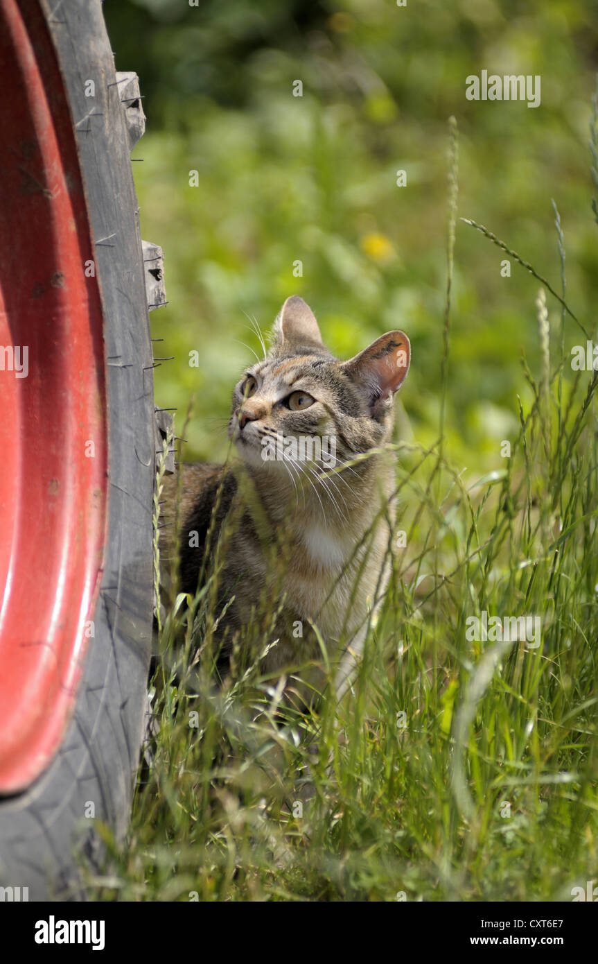 Gato atigrado de pie por un neumático del tractor Foto de stock